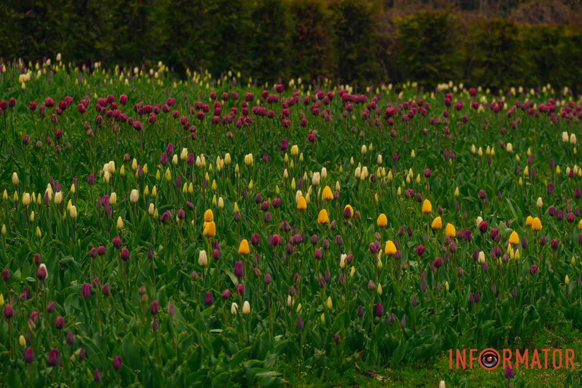 Квіткове диво: у парку Шевченка в Дніпрі розквітли сотні тюльпанів 17