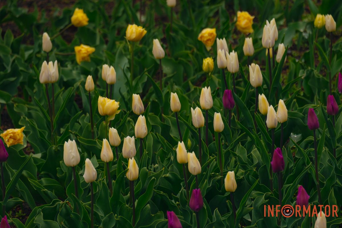 Квіткове диво: у парку Шевченка в Дніпрі розквітли сотні тюльпанів 18