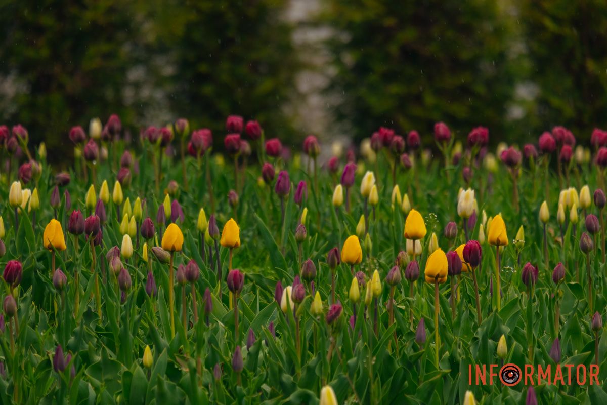 Квіткове диво: у парку Шевченка в Дніпрі розквітли сотні тюльпанів 19