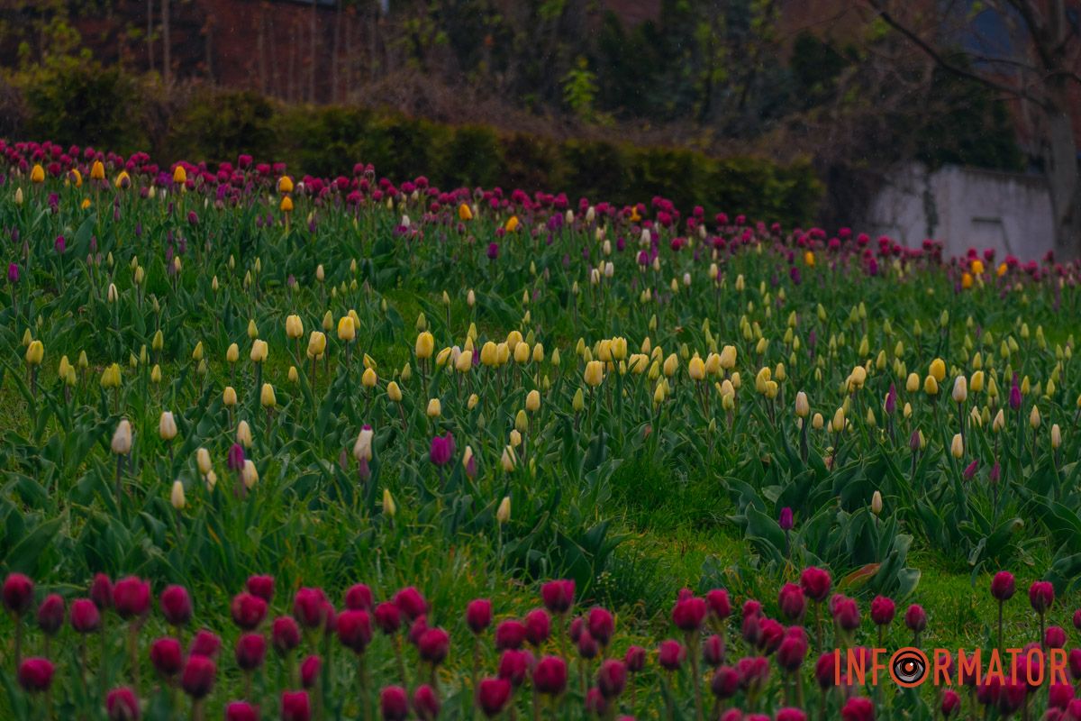 Квіткове диво: у парку Шевченка в Дніпрі розквітли сотні тюльпанів 20