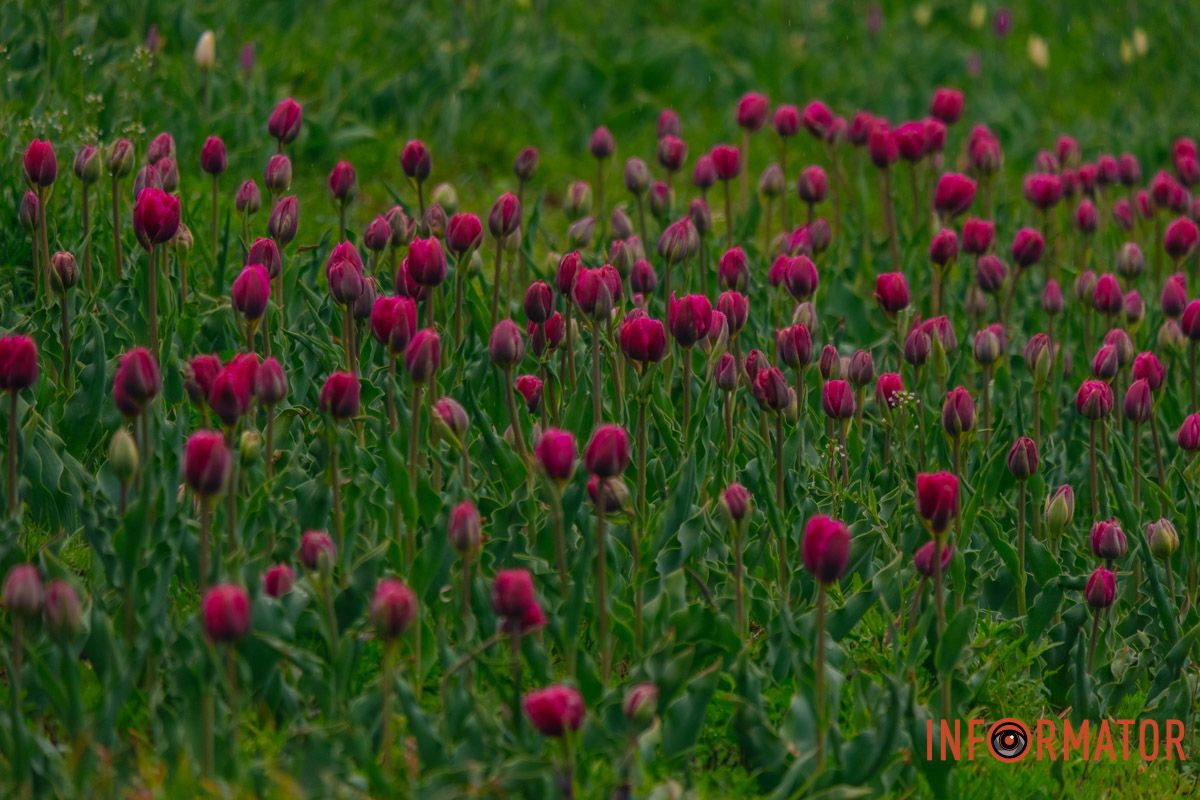 Квіткове диво: у парку Шевченка в Дніпрі розквітли сотні тюльпанів 21