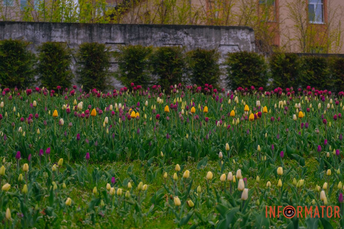 Квіткове диво: у парку Шевченка в Дніпрі розквітли сотні тюльпанів 22