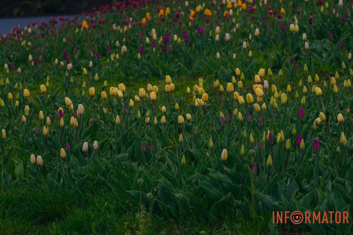 Квіткове диво: у парку Шевченка в Дніпрі розквітли сотні тюльпанів 23