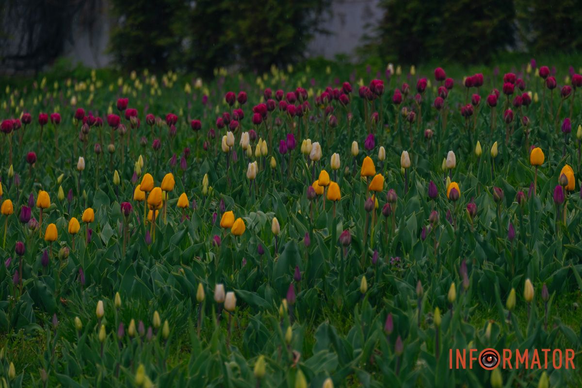 Квіткове диво: у парку Шевченка в Дніпрі розквітли сотні тюльпанів 24