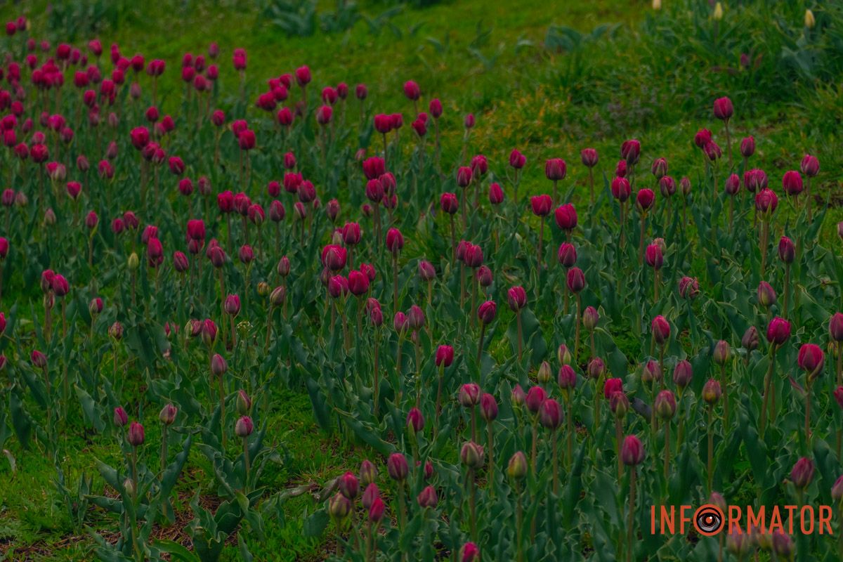 Квіткове диво: у парку Шевченка в Дніпрі розквітли сотні тюльпанів 26
