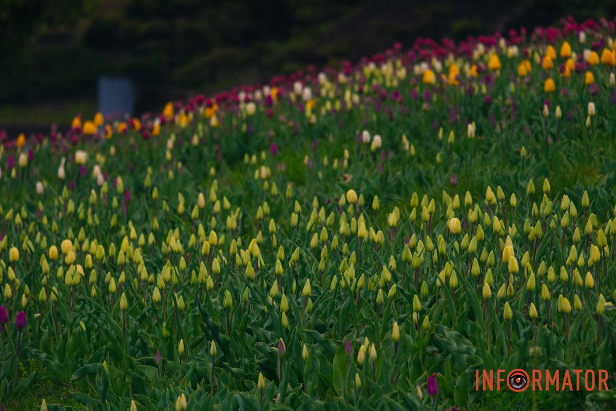 Квіткове диво: у парку Шевченка в Дніпрі розквітли сотні тюльпанів 25