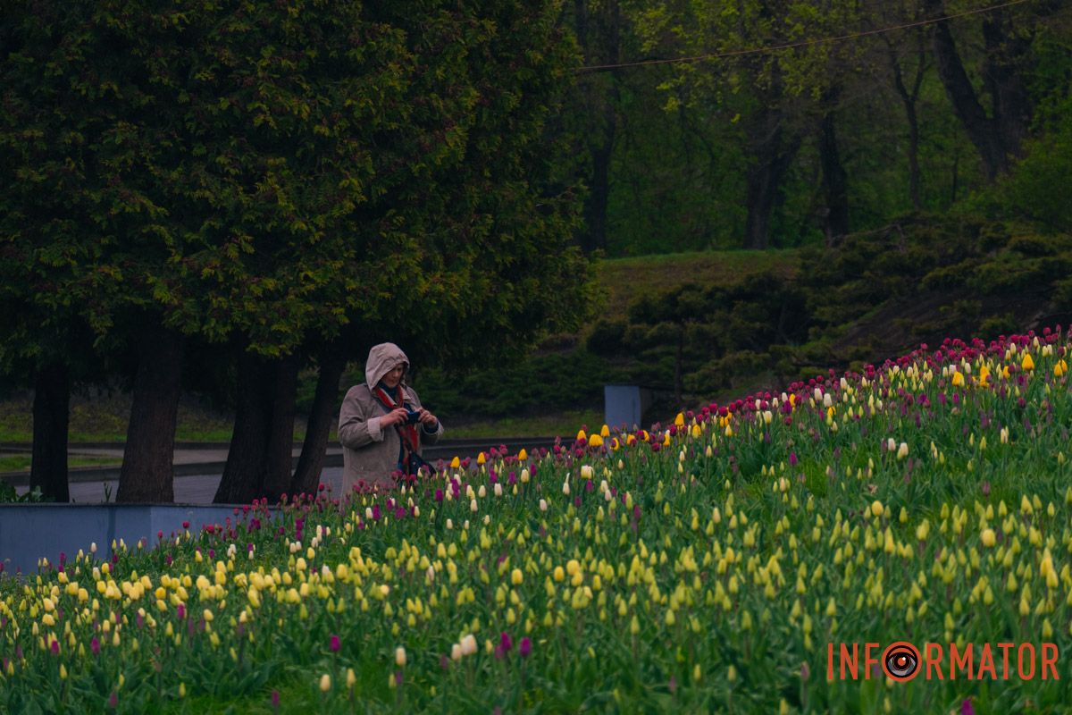 Квіткове диво: у парку Шевченка в Дніпрі розквітли сотні тюльпанів 27