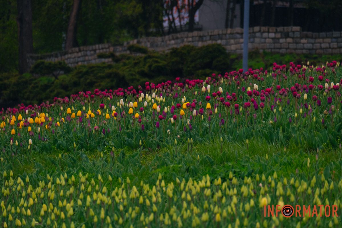 Квіткове диво: у парку Шевченка в Дніпрі розквітли сотні тюльпанів 28