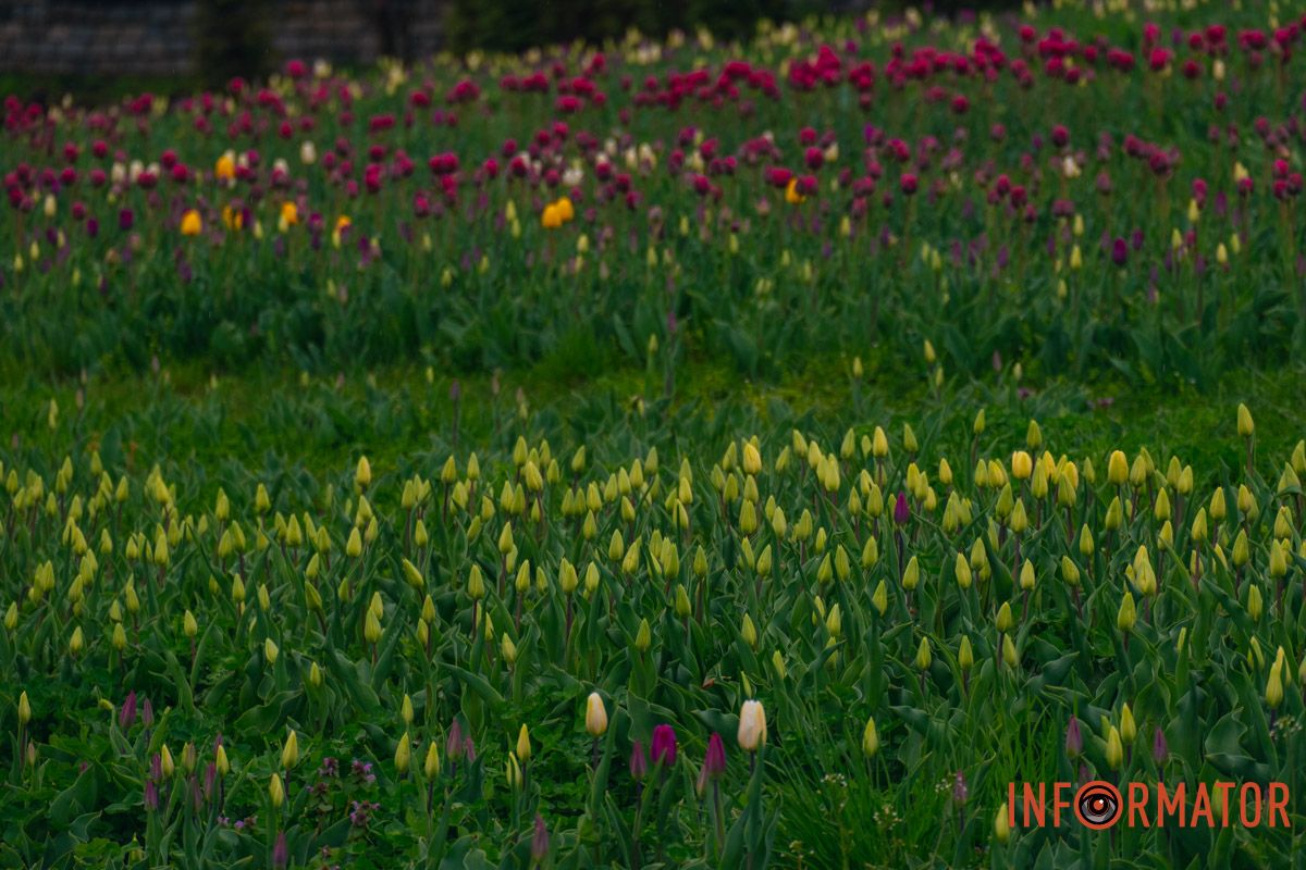 Квіткове диво: у парку Шевченка в Дніпрі розквітли сотні тюльпанів 29