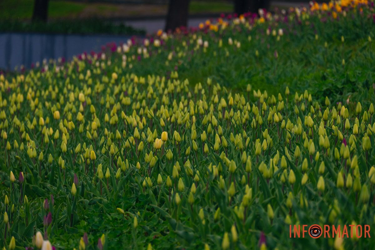 Квіткове диво: у парку Шевченка в Дніпрі розквітли сотні тюльпанів 31