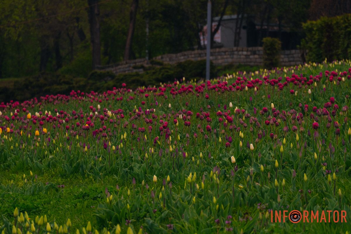 Квіткове диво: у парку Шевченка в Дніпрі розквітли сотні тюльпанів 33