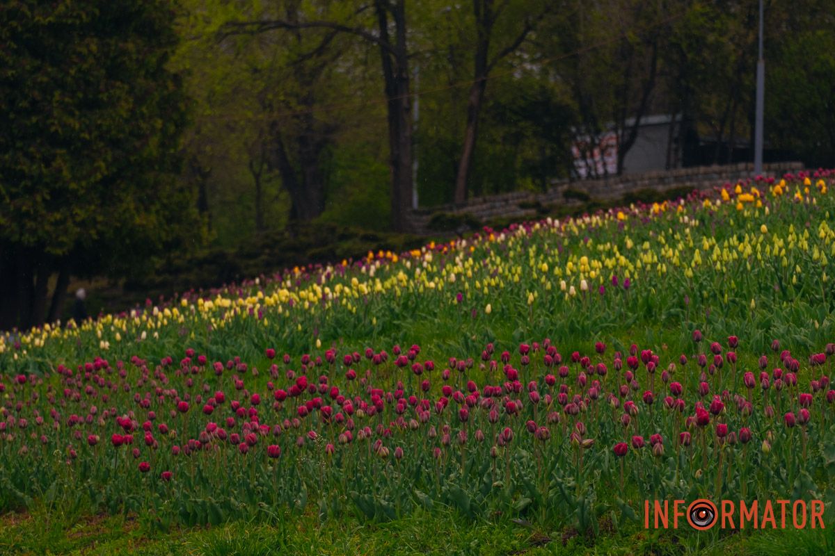 Квіткове диво: у парку Шевченка в Дніпрі розквітли сотні тюльпанів 34