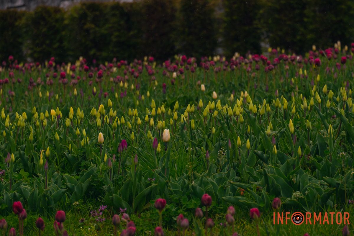 Квіткове диво: у парку Шевченка в Дніпрі розквітли сотні тюльпанів 35