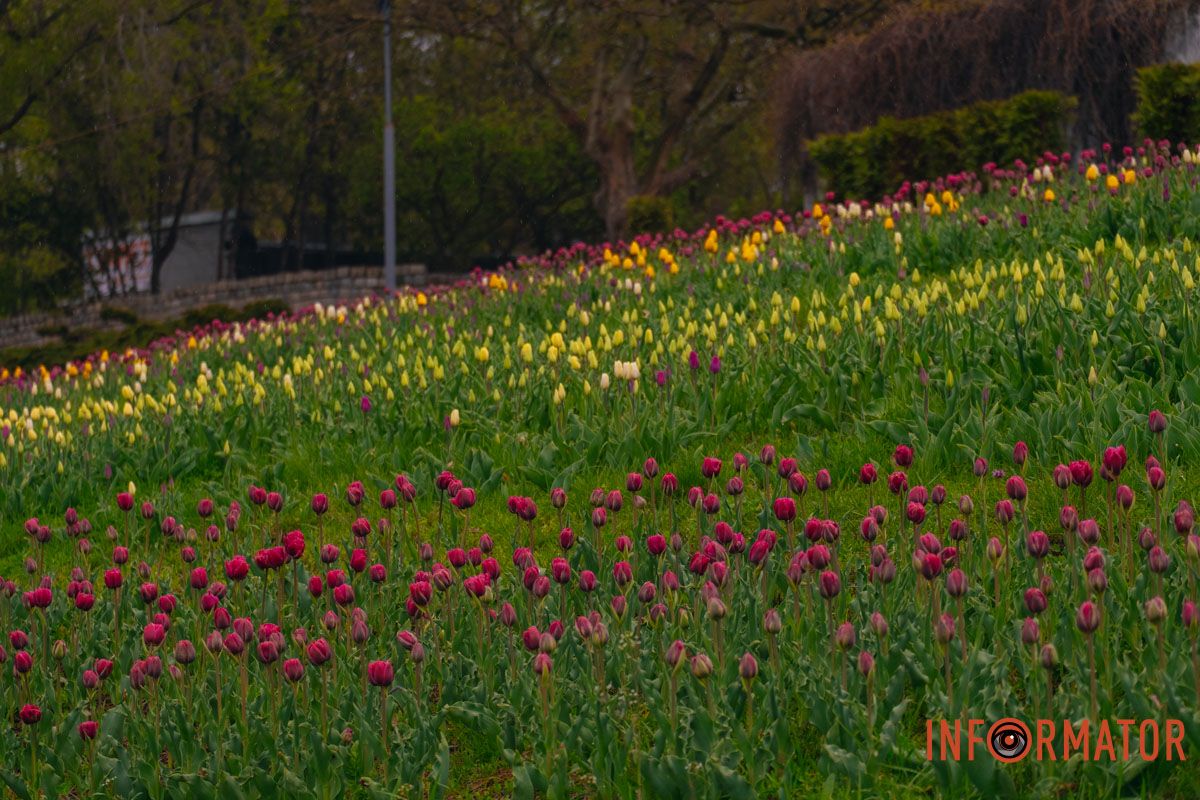 Квіткове диво: у парку Шевченка в Дніпрі розквітли сотні тюльпанів 36