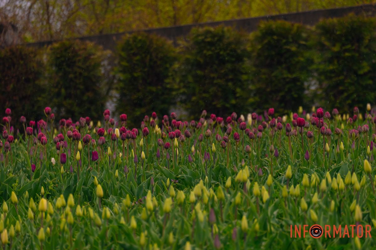 Квіткове диво: у парку Шевченка в Дніпрі розквітли сотні тюльпанів 37