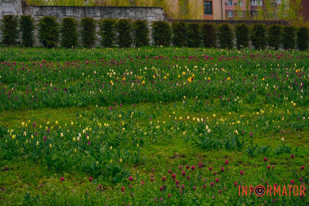 Квіткове диво: у парку Шевченка в Дніпрі розквітли сотні тюльпанів 38