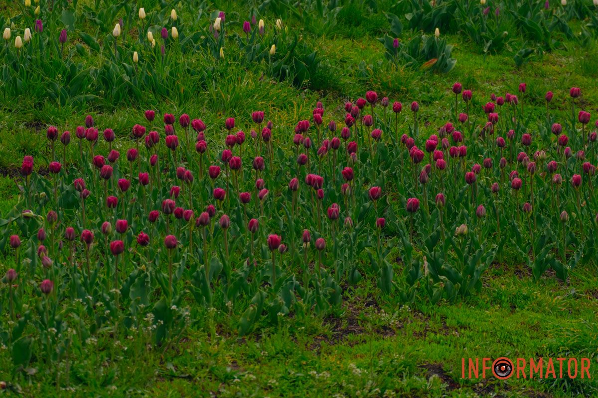 Квіткове диво: у парку Шевченка в Дніпрі розквітли сотні тюльпанів 39