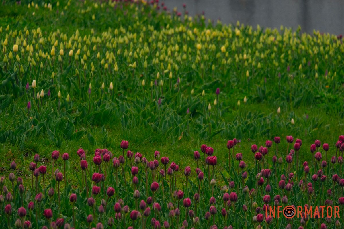 Квіткове диво: у парку Шевченка в Дніпрі розквітли сотні тюльпанів 40