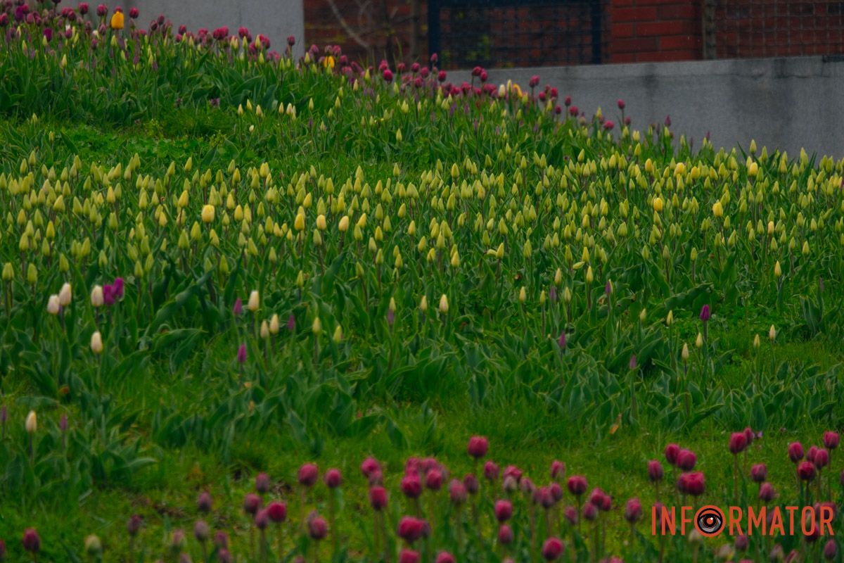 Квіткове диво: у парку Шевченка в Дніпрі розквітли сотні тюльпанів 41