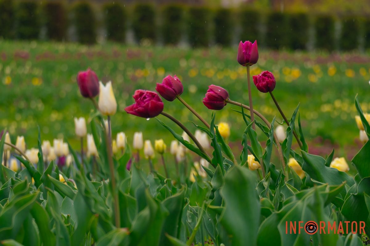 Квіткове диво: у парку Шевченка в Дніпрі розквітли сотні тюльпанів 42