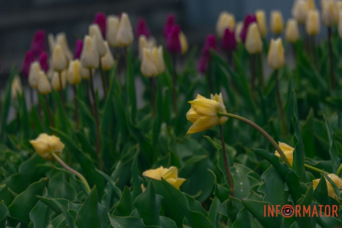Квіткове диво: у парку Шевченка в Дніпрі розквітли сотні тюльпанів 43
