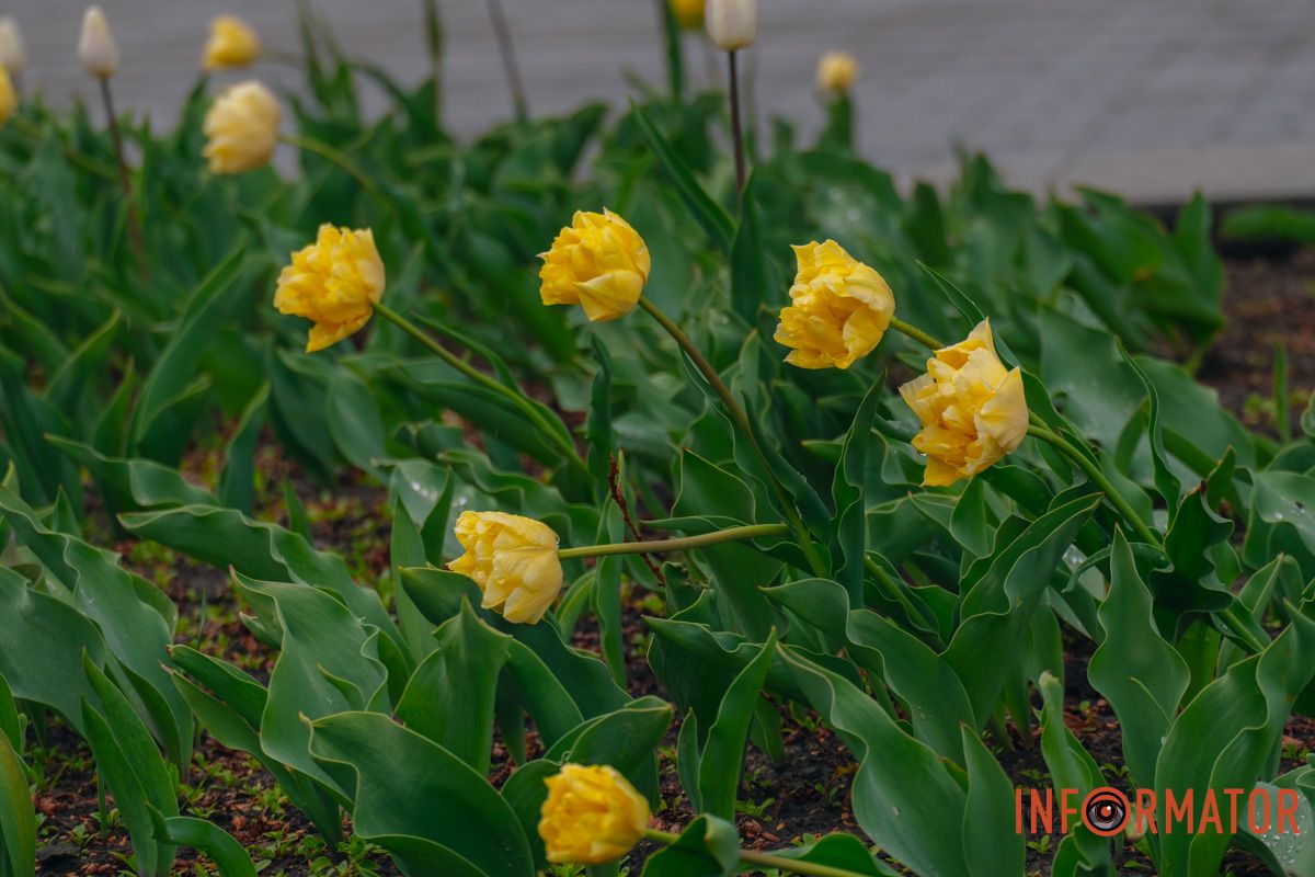 Квіткове диво: у парку Шевченка в Дніпрі розквітли сотні тюльпанів 44
