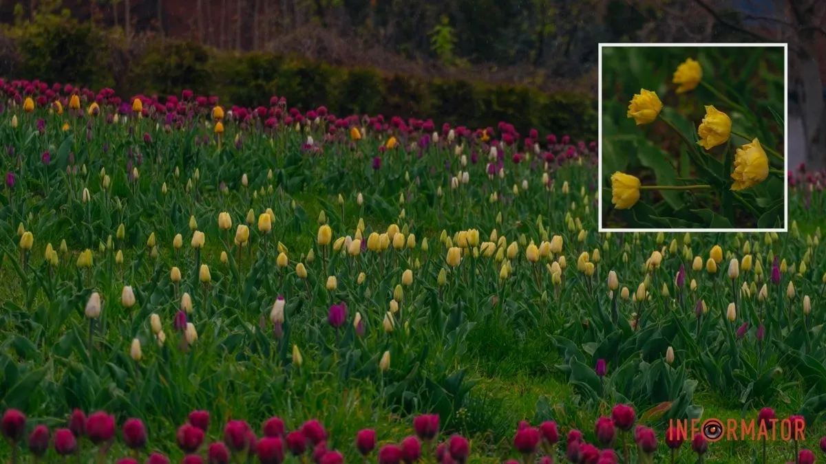 Квіткове диво: у парку Шевченка в Дніпрі розквітли сотні тюльпанів