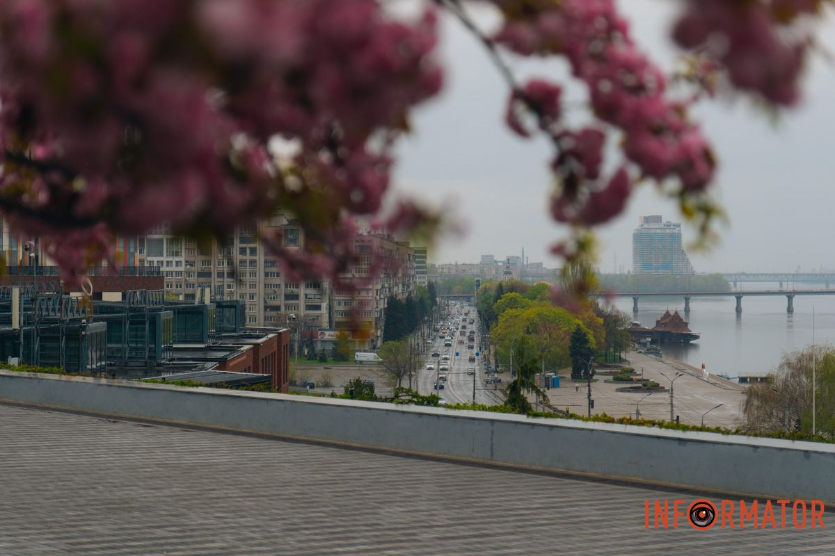 Японская весна в городе: в Днепре расцвели сакуры и декоративные деревья.