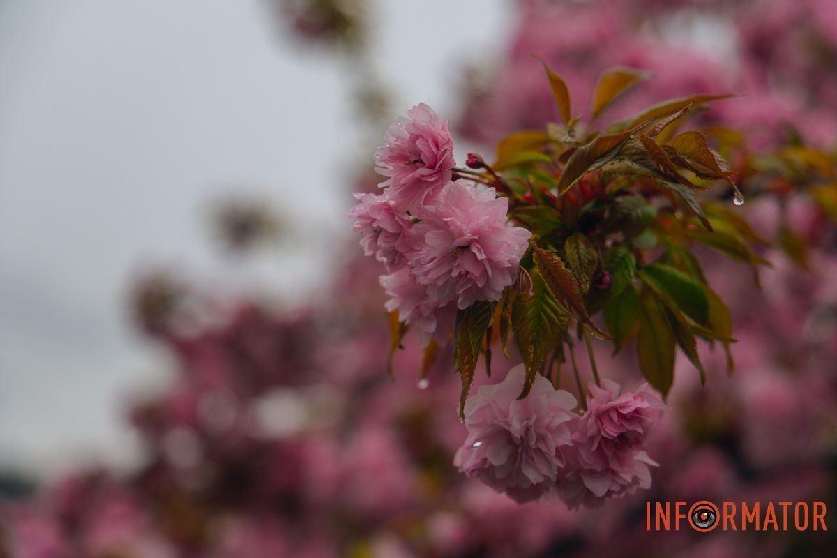 Японская весна в городе: в Днепре расцвели сакуры и декоративные деревья.