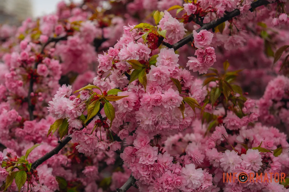 Японская весна в городе: в Днепре расцвели сакуры и декоративные деревья.