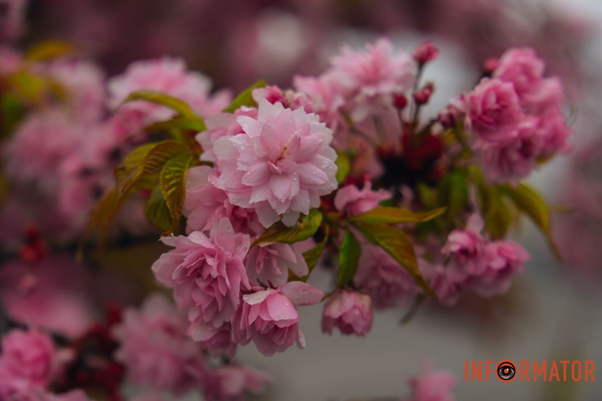 Японская весна в городе: в Днепре расцвели сакуры и декоративные деревья.