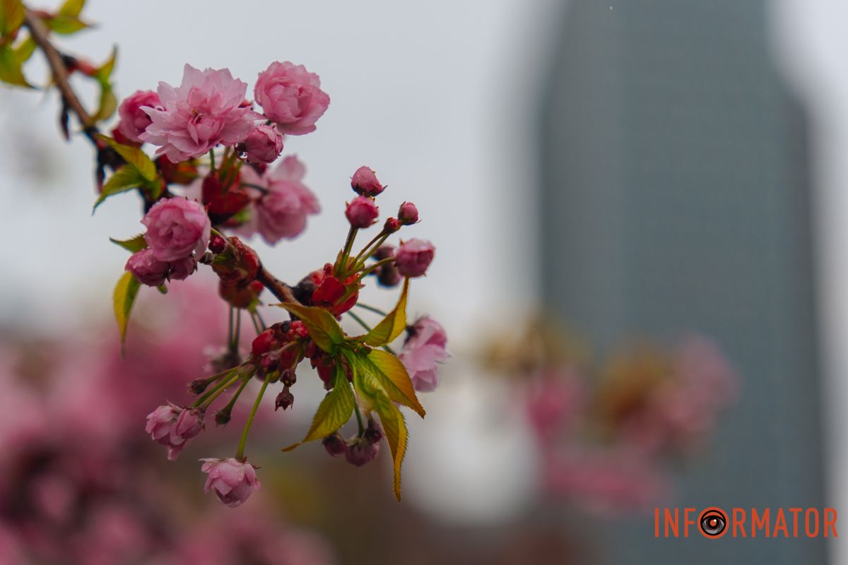 Японская весна в городе: в Днепре расцвели сакуры и декоративные деревья.