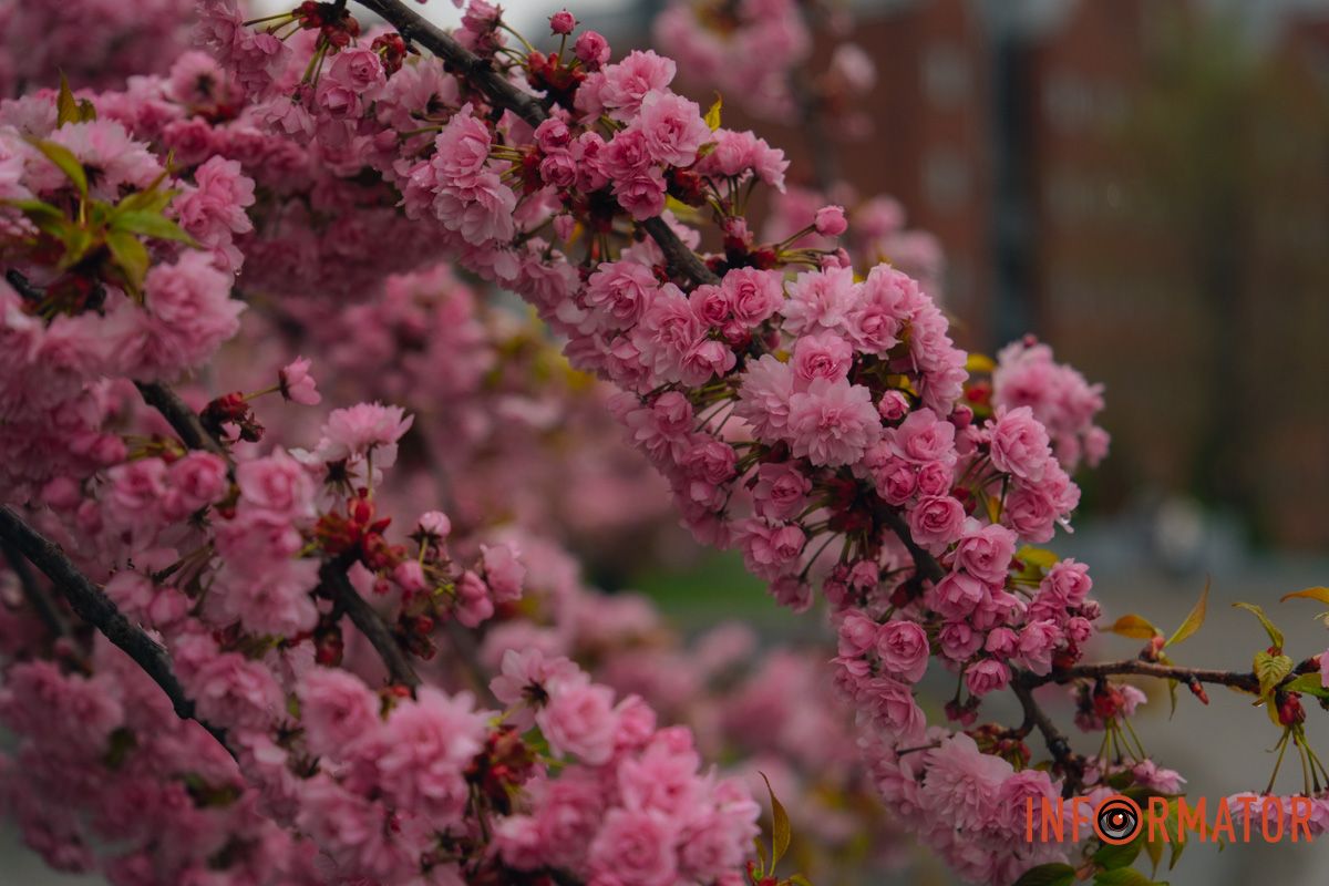 Японская весна в городе: в Днепре расцвели сакуры и декоративные деревья 7