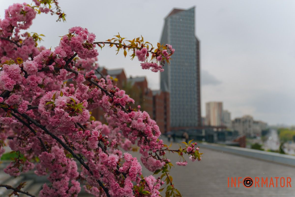 Японская весна в городе: в Днепре расцвели сакуры и декоративные деревья.