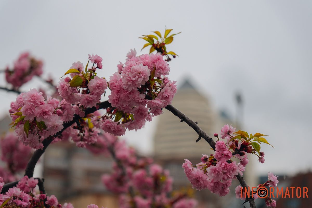 Японская весна в городе: в Днепре расцвели сакуры и декоративные деревья 9