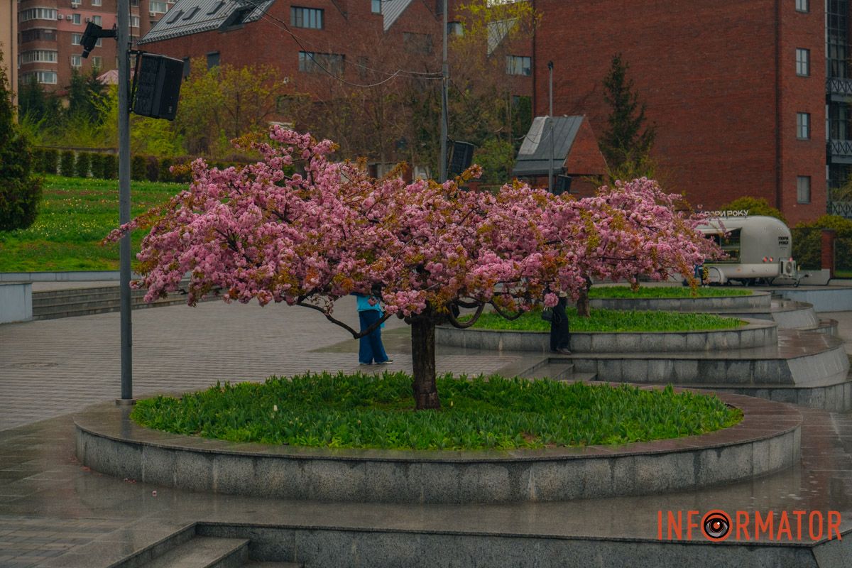 Японская весна в городе: в Днепре расцвели сакуры и декоративные деревья.