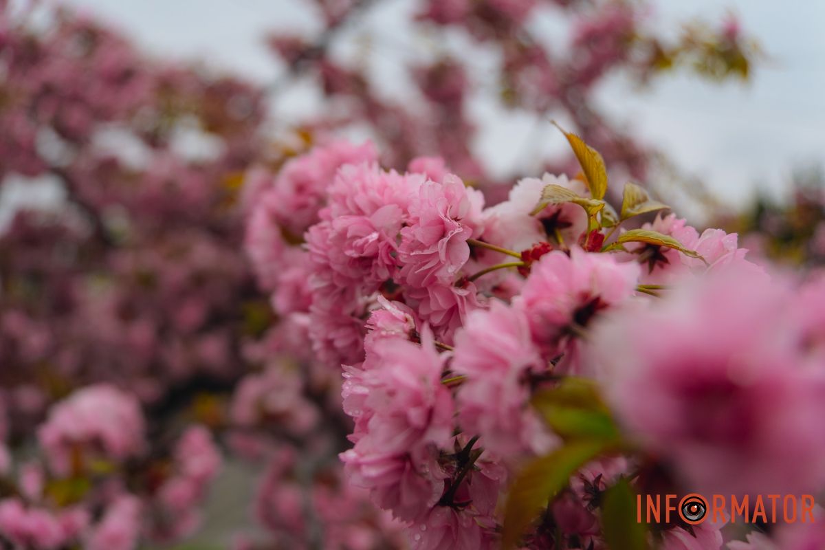 Японская весна в городе: в Днепре расцвели сакуры и декоративные деревья 11
