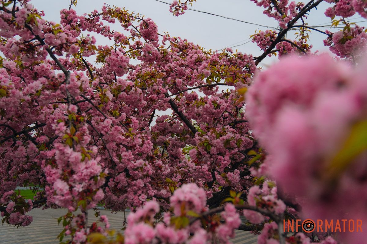 Японская весна в городе: в Днепре расцвели сакуры и декоративные деревья 12