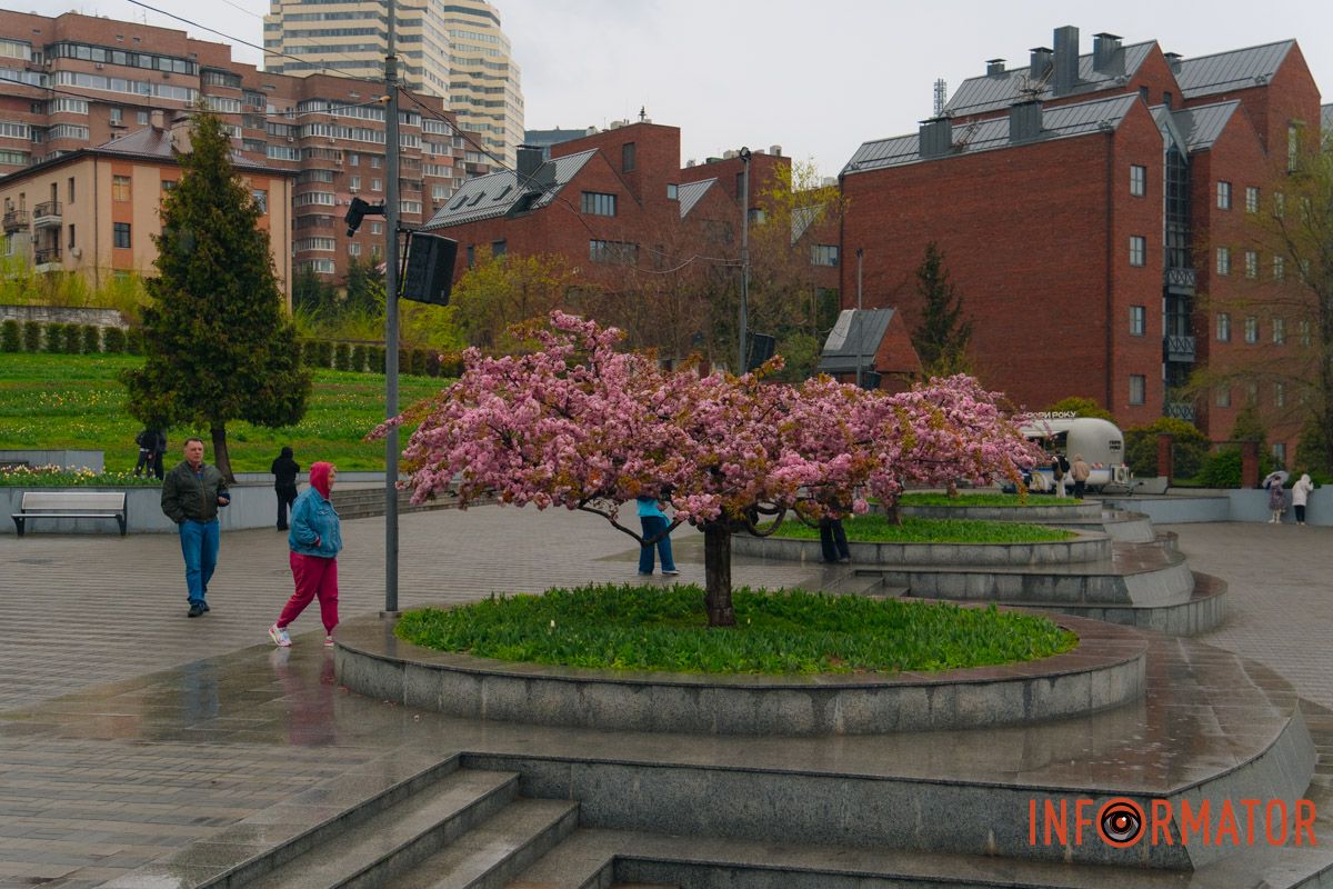 Японская весна в городе: в Днепре расцвели сакуры и декоративные деревья 13