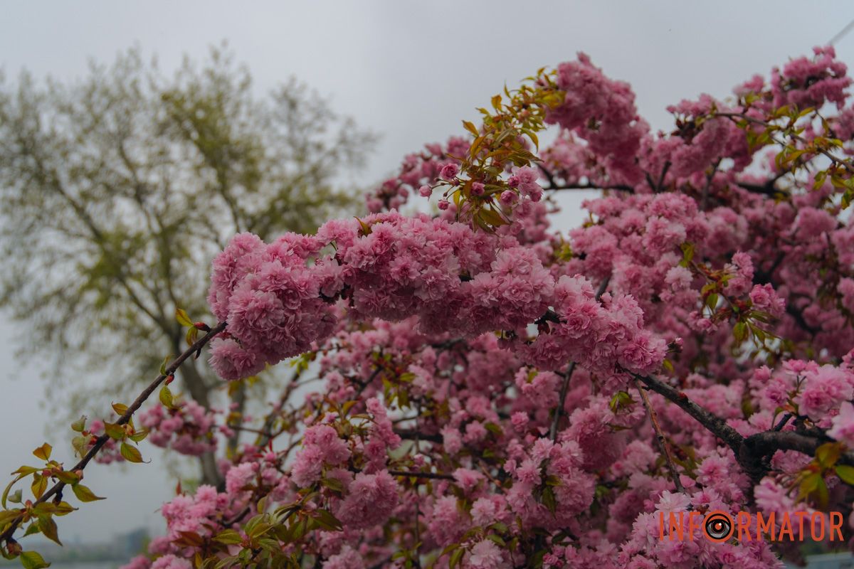 Японская весна в городе: в Днепре расцвели сакуры и декоративные деревья 14
