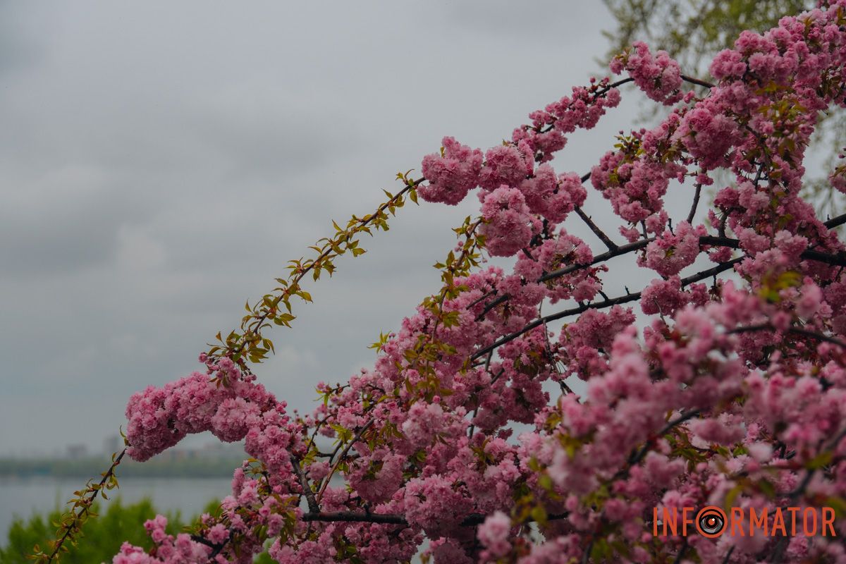 Японская весна в городе: в Днепре расцвели сакуры и декоративные деревья 15