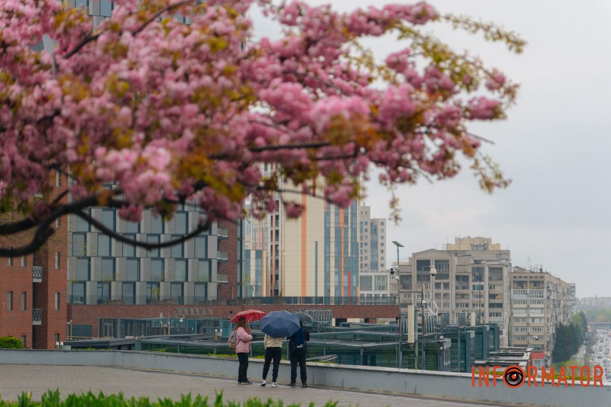 Японская весна в городе: в Днепре расцвели сакуры и декоративные деревья 16