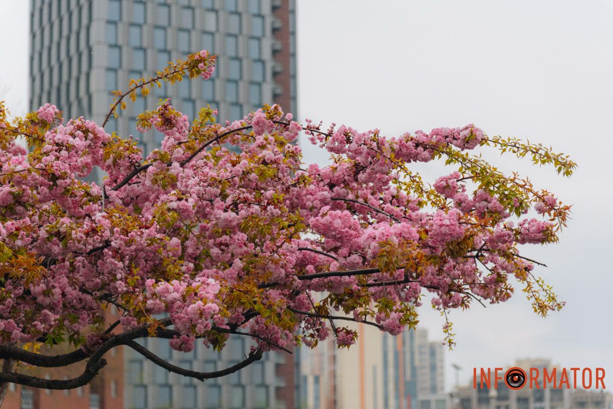 Японская весна в городе: в Днепре расцвели сакуры и декоративные деревья 17