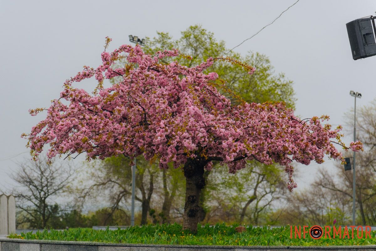 Японская весна в городе: в Днепре расцвели сакуры и декоративные деревья 18