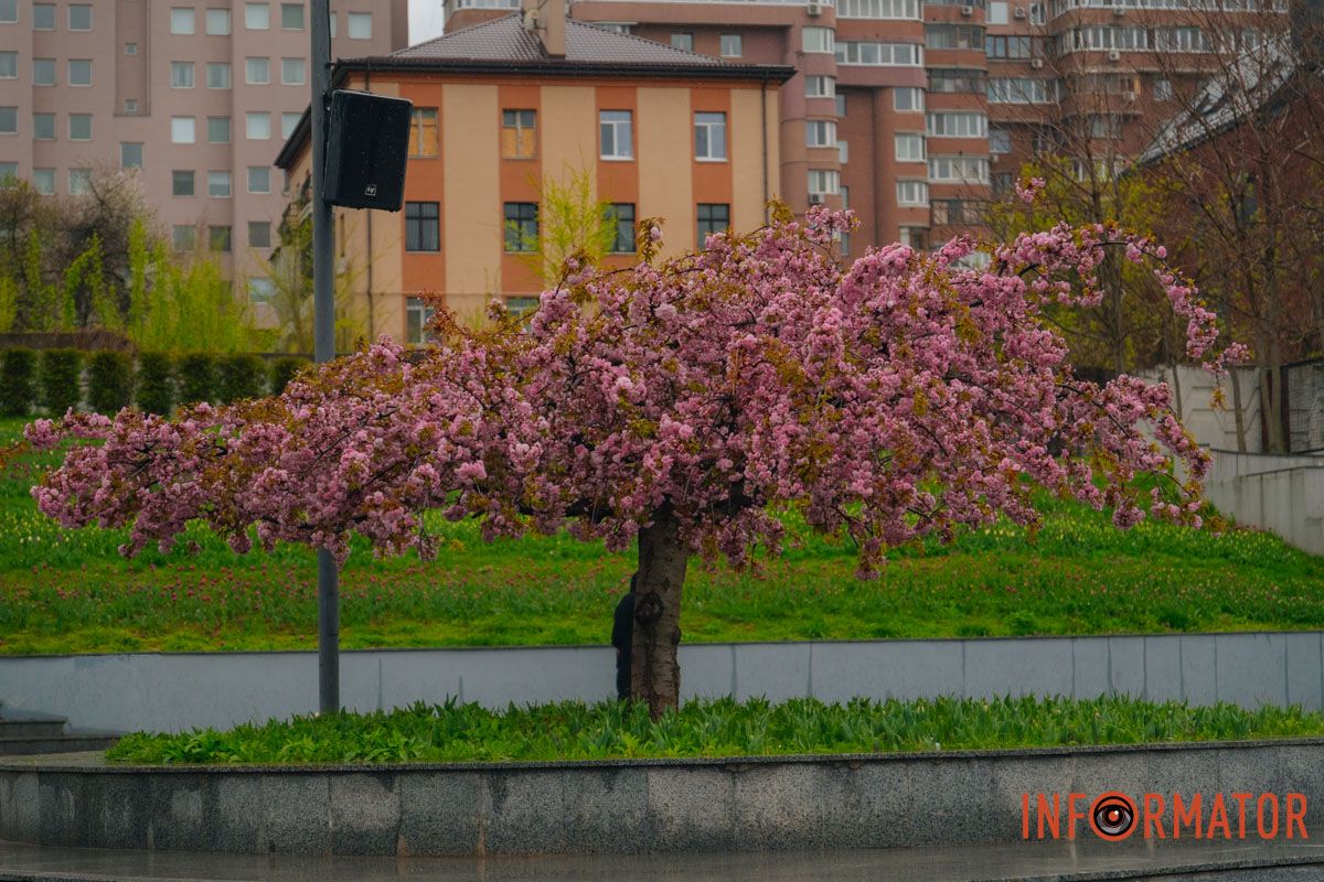 Японская весна в городе: в Днепре расцвели сакуры и декоративные деревья 19