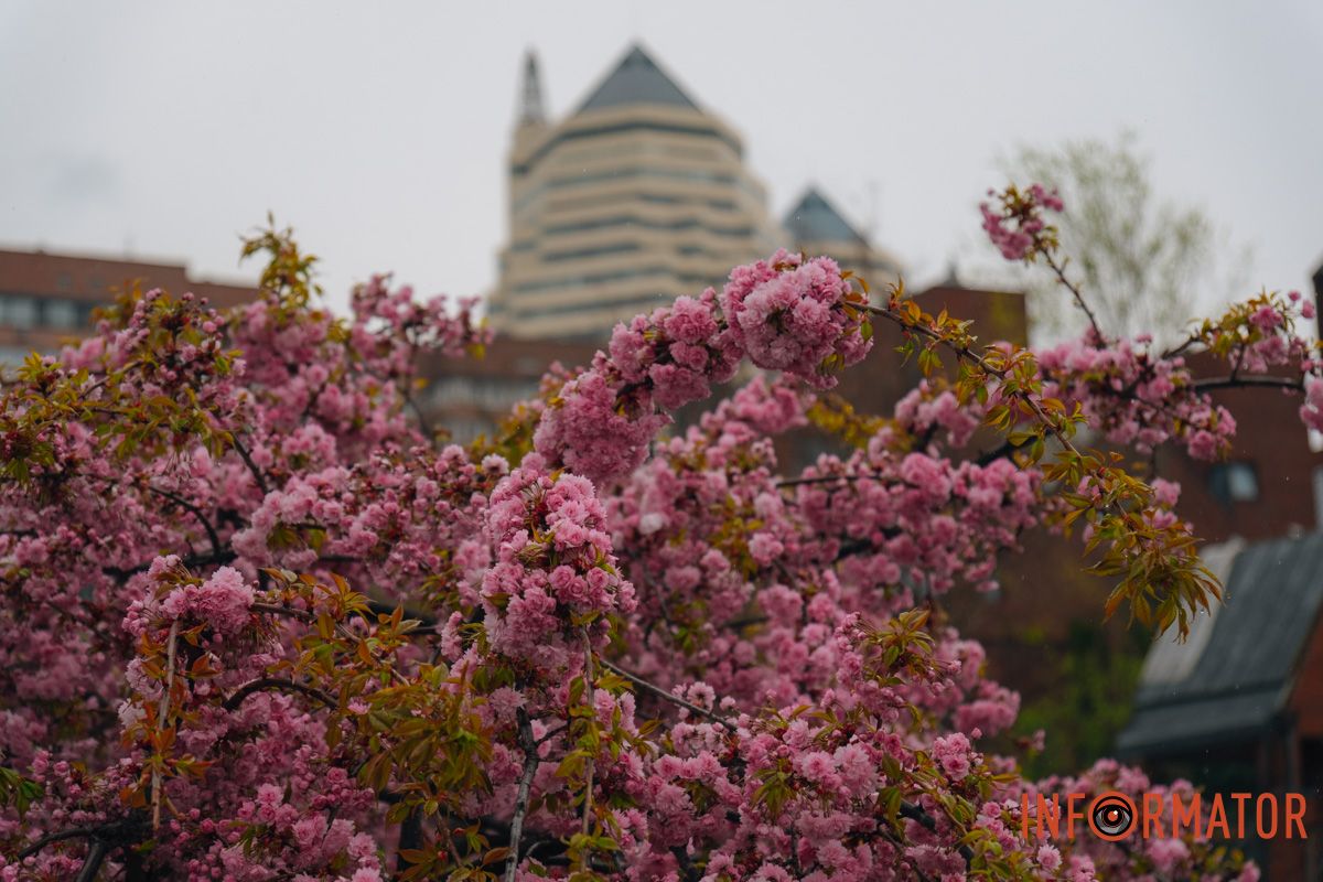 Японская весна в городе: в Днепре расцвели сакуры и декоративные деревья.