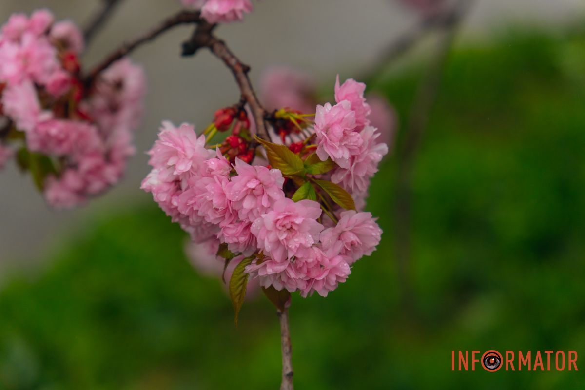 Японская весна в городе: в Днепре расцвели сакуры и декоративные деревья.