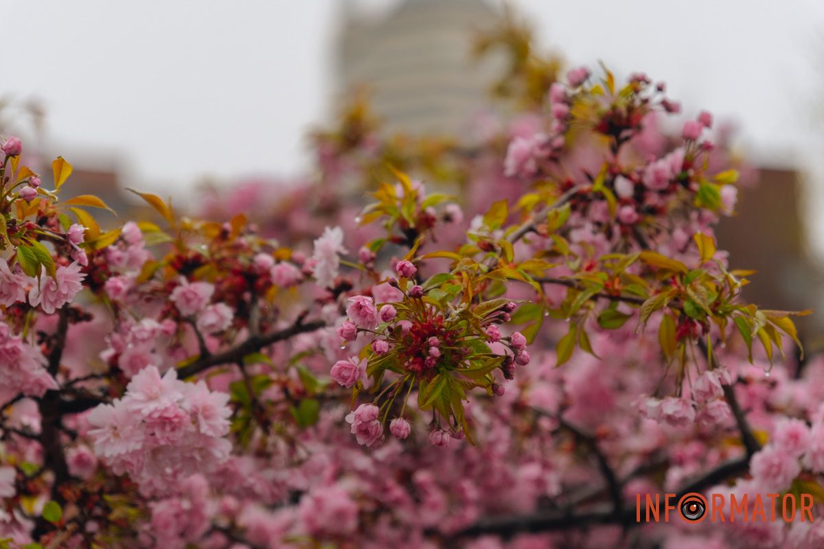Японская весна в городе: в Днепре расцвели сакуры и декоративные деревья 22