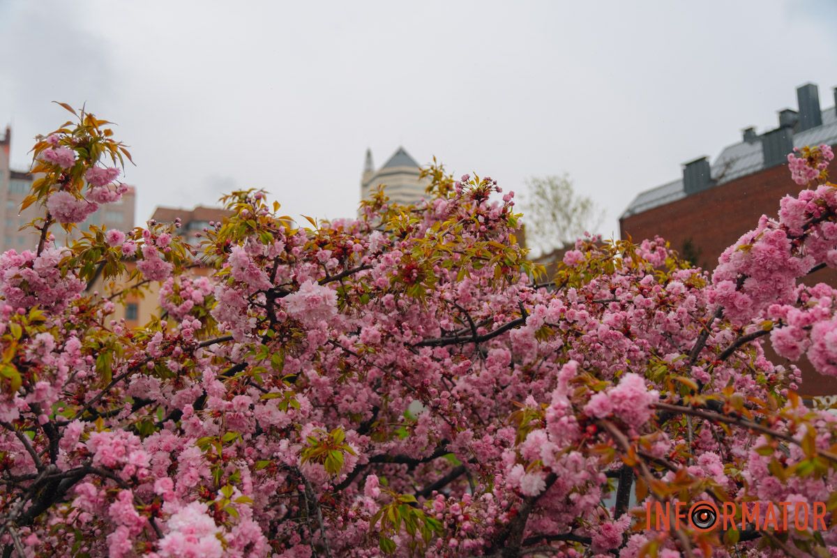 Японская весна в городе: в Днепре расцвели сакуры и декоративные деревья 23