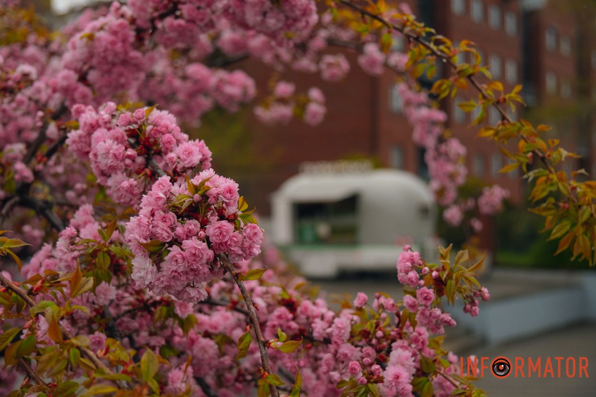 Японская весна в городе: в Днепре расцвели сакуры и декоративные деревья 24